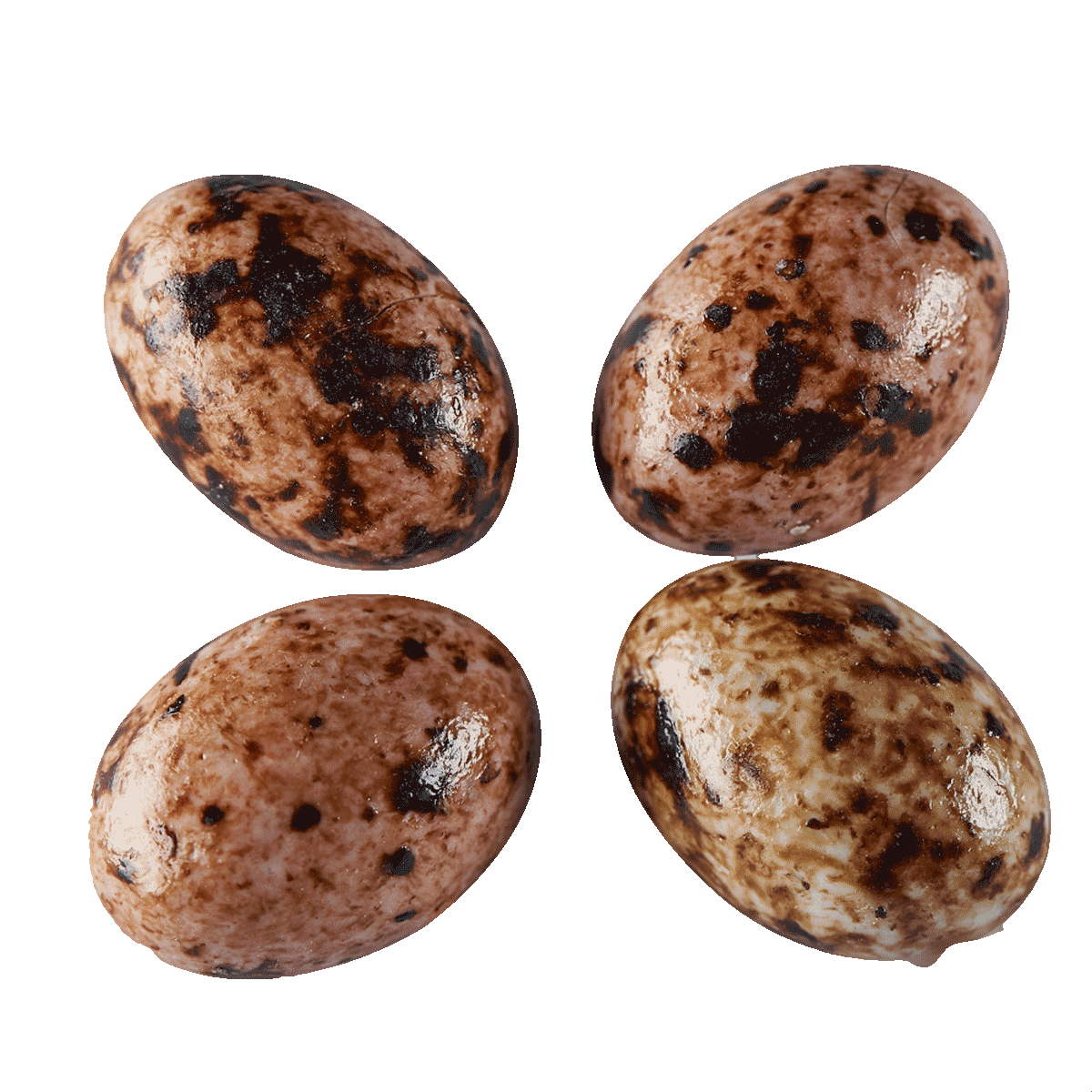 Oschätzchen Möweneier mit Gianduja und Krokant 10 Stück