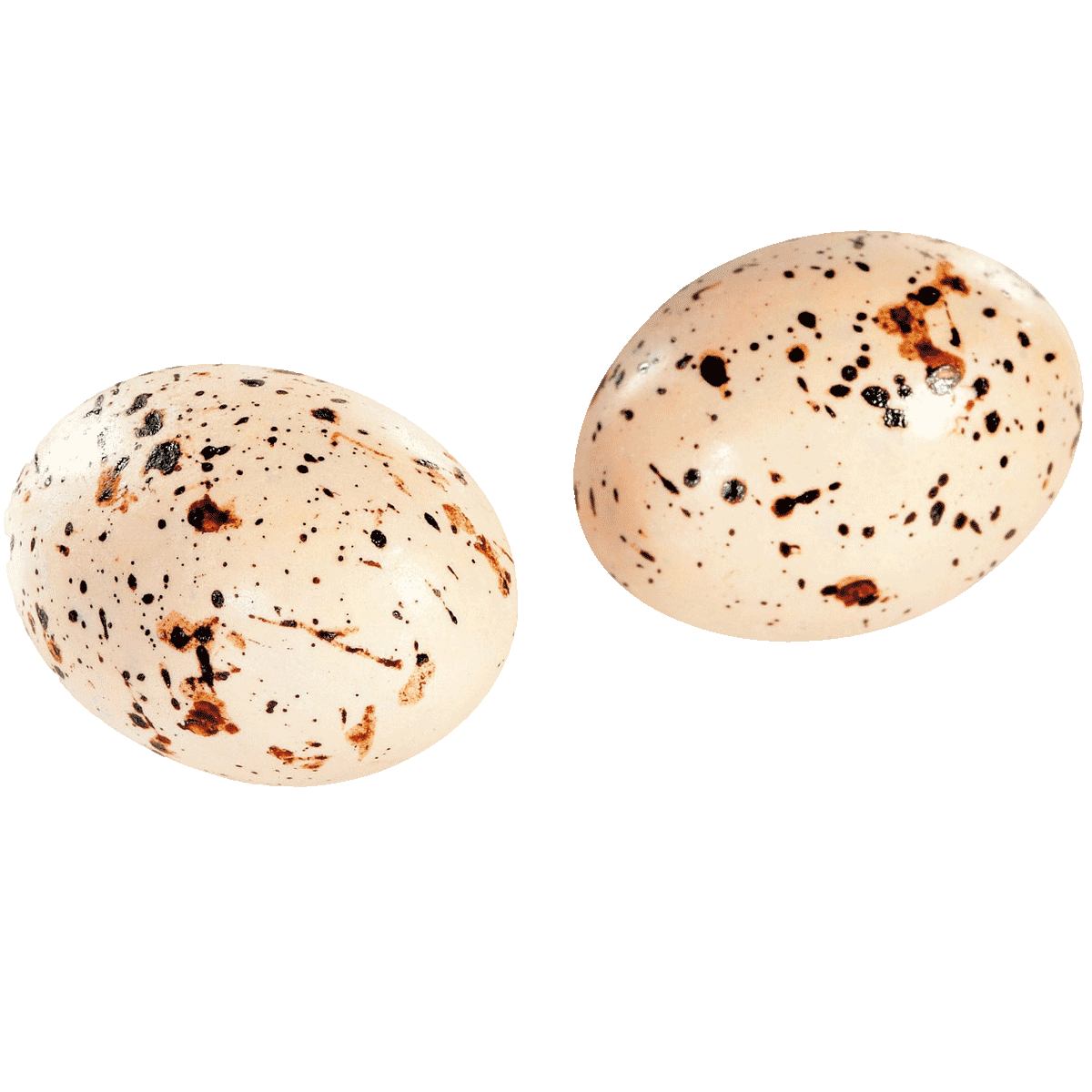 Oschätzchen Möweneier mit Salzkaramellfüllung 10 Stück