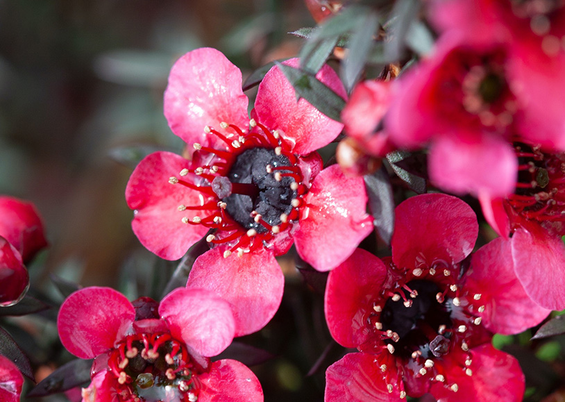 Was ist Manuka Honig? manuka-bluete