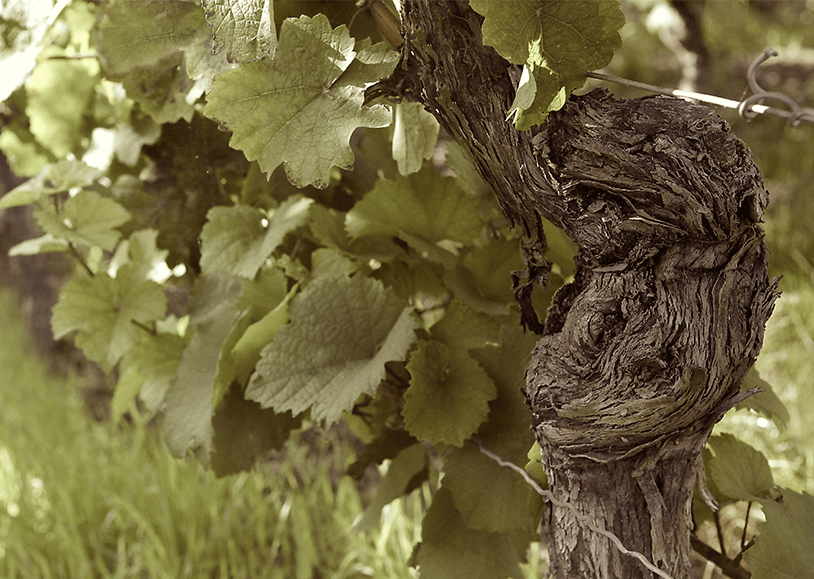 Charakterstarker Wein mit viel Liebe zum Detail Weinstock_Juwel